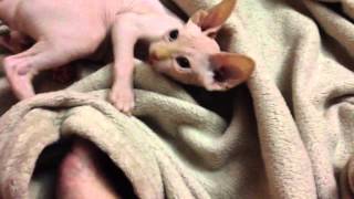 Apollo 11 weeks old by ScantilyCladSphynx 27 views 10 years ago 48 seconds