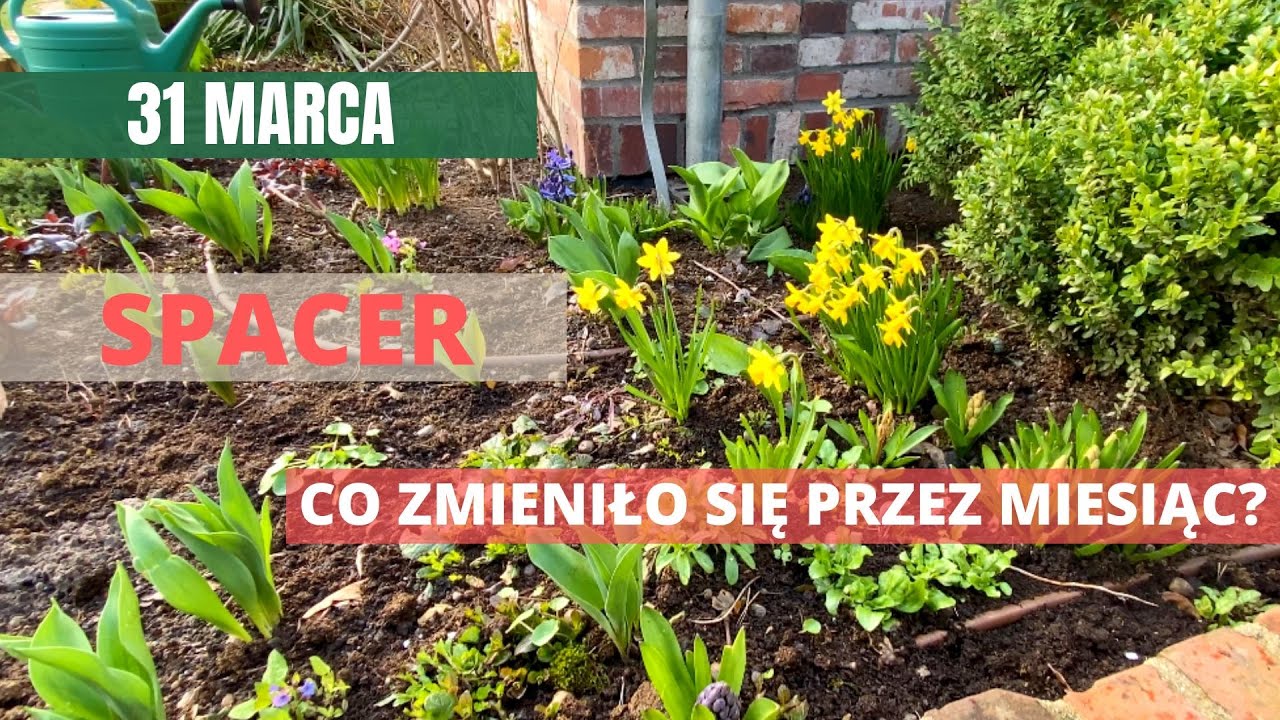 MARZEC w ogrodzie: 31. Co się zmieniło przez miesiąc? Spacer po ogrodzie.