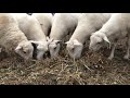 The pregnant sheep loving their peanut hay / Family Orchard Farms Pensacola