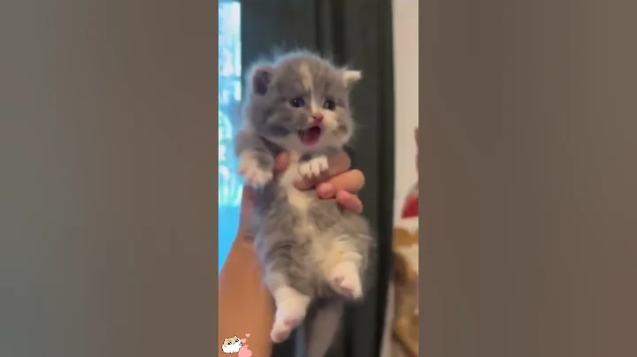 Video 9886661: cats kittens meowing cute, funny cats kittens meowing, cute baby animals compilation