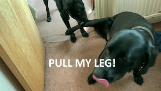 Pull My Leg - Lucy and Lola Playing by smacksman1 91 views 1 year ago 53 seconds