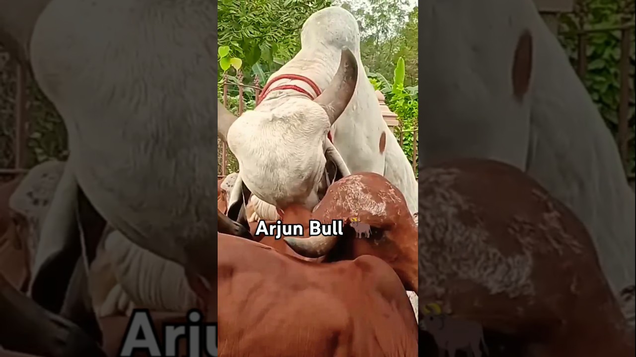Arjun Bull 🐂 Gir Bull 🐂animals Lovers 