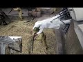 日軍發瘋圍攻，怎料兩大白衣女子破窗而出，全殲他們。⚔️ |MMA |功夫 |战争 |中国电视剧 剧名⚔️#野山鹰