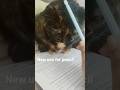 Take a break from doomscrolling, remember to take a break when doing a lot of homework #cat