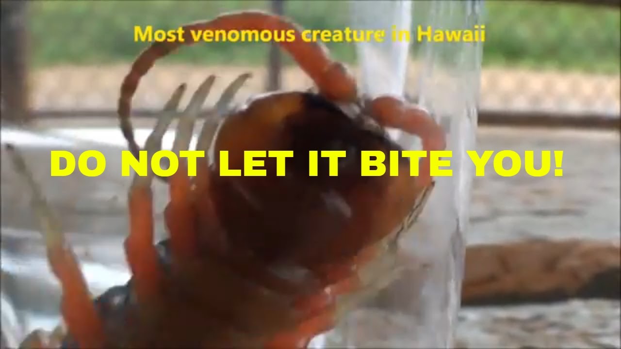 BEWARE THE GIANT HAWAIIAN CENTIPEDE