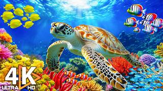 Underwater Wonders 4K | Marvel at Sea Animal in The Best 4K Aquarium 🐳 Relaxing Sleep Music #24