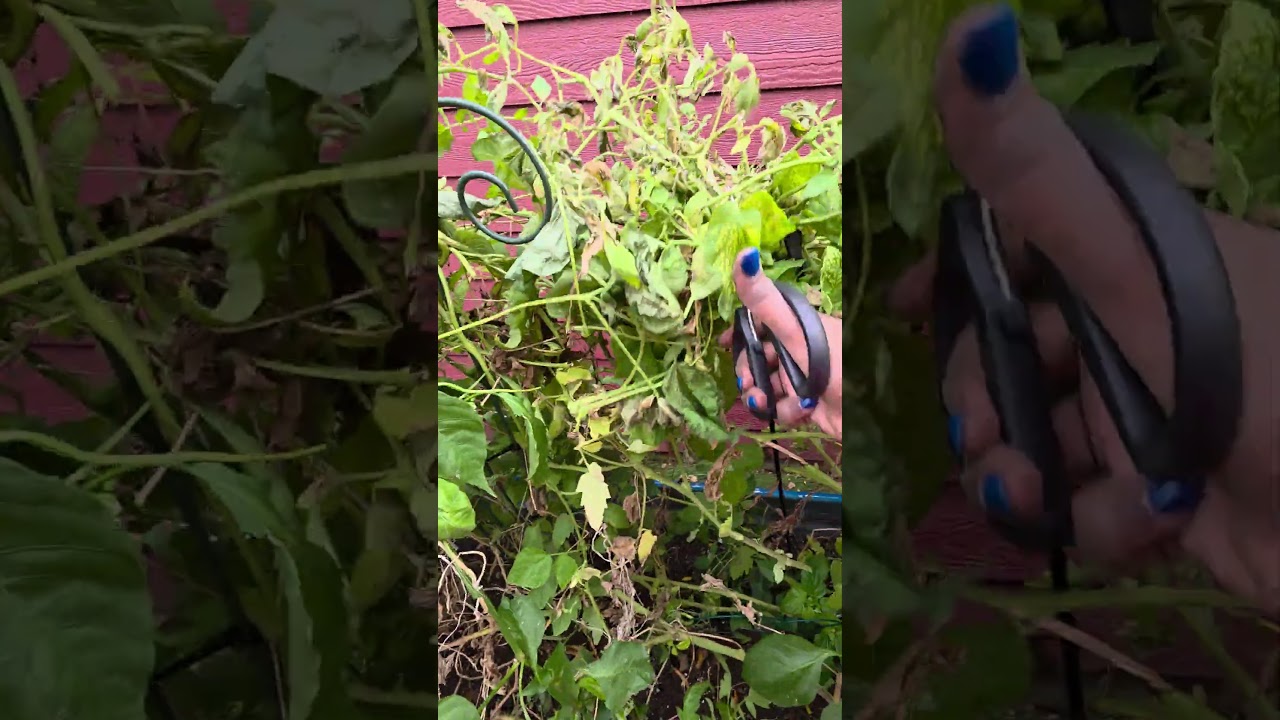 Winter is coming! shutting a grow bed down #backyardgardening #gardening #containergardening