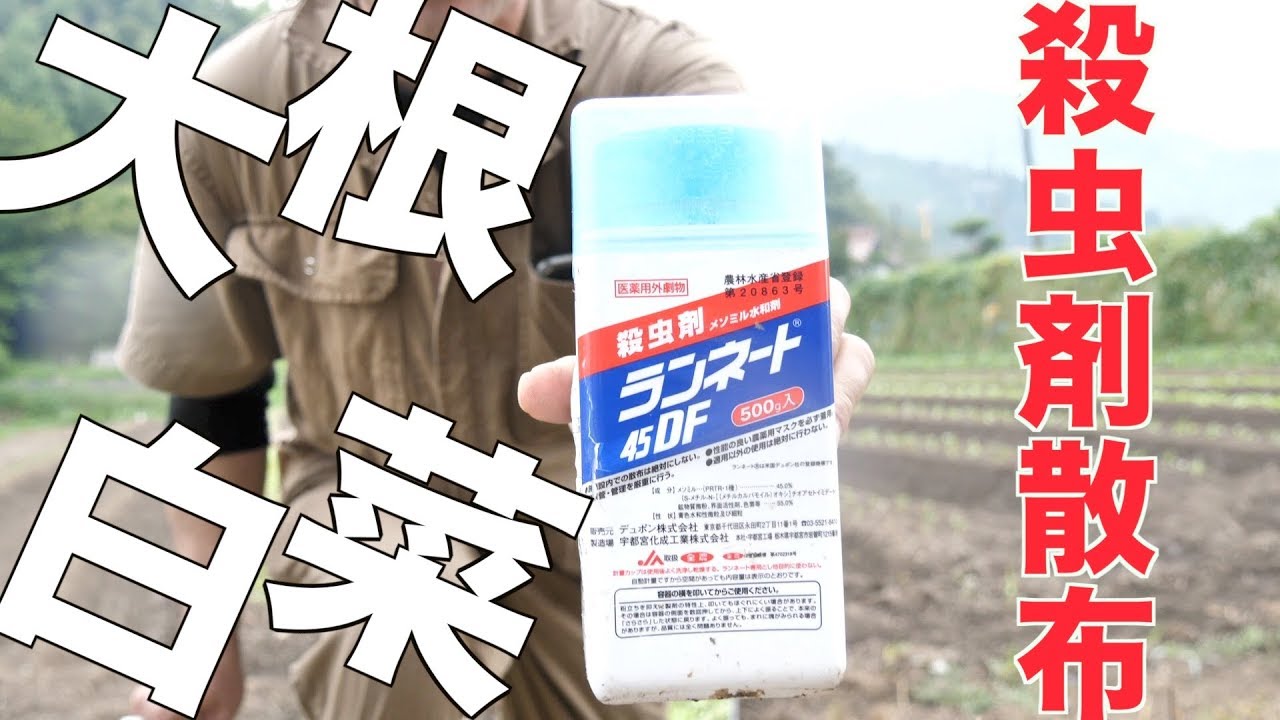 白菜 大根の防除とプレゼント抽選 186 Youtube 白菜 大根の防除とプレゼント抽選 186 Youtube