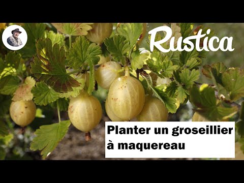 Vidéo: Se Préparer à Planter Des Groseilles à Maquereau