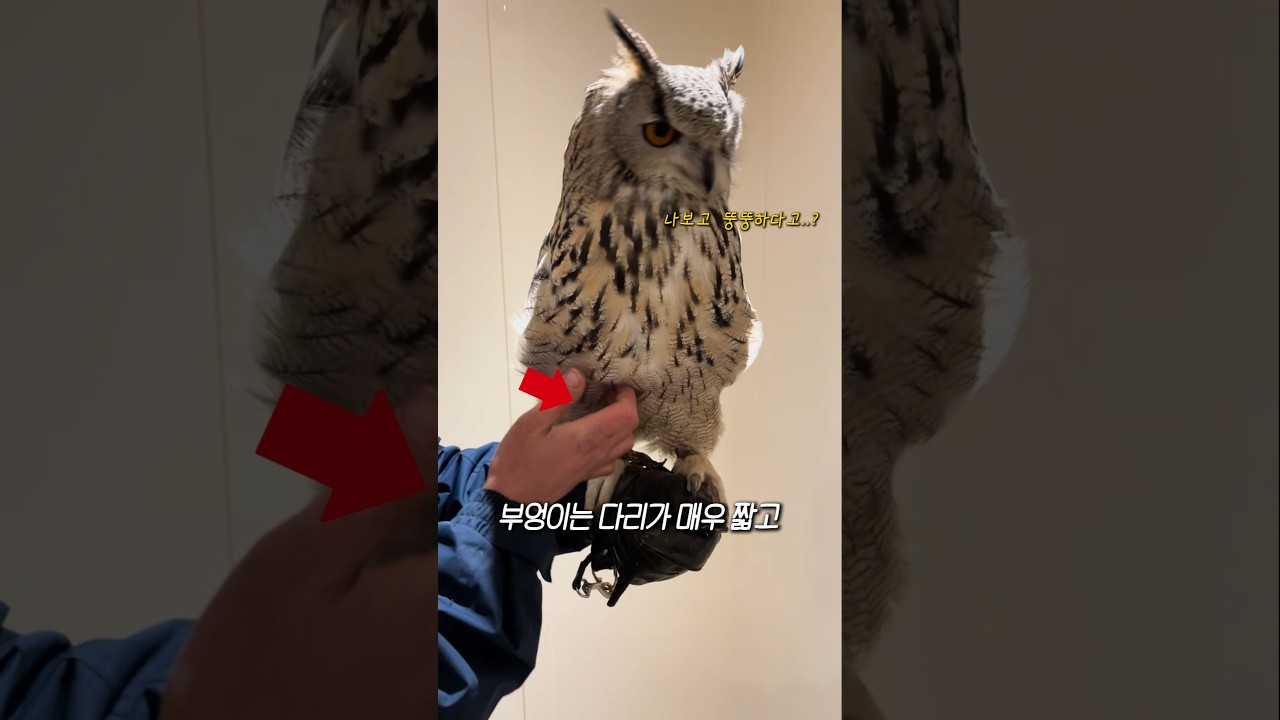 우리가 몰랐던 부엉이 다리 길이