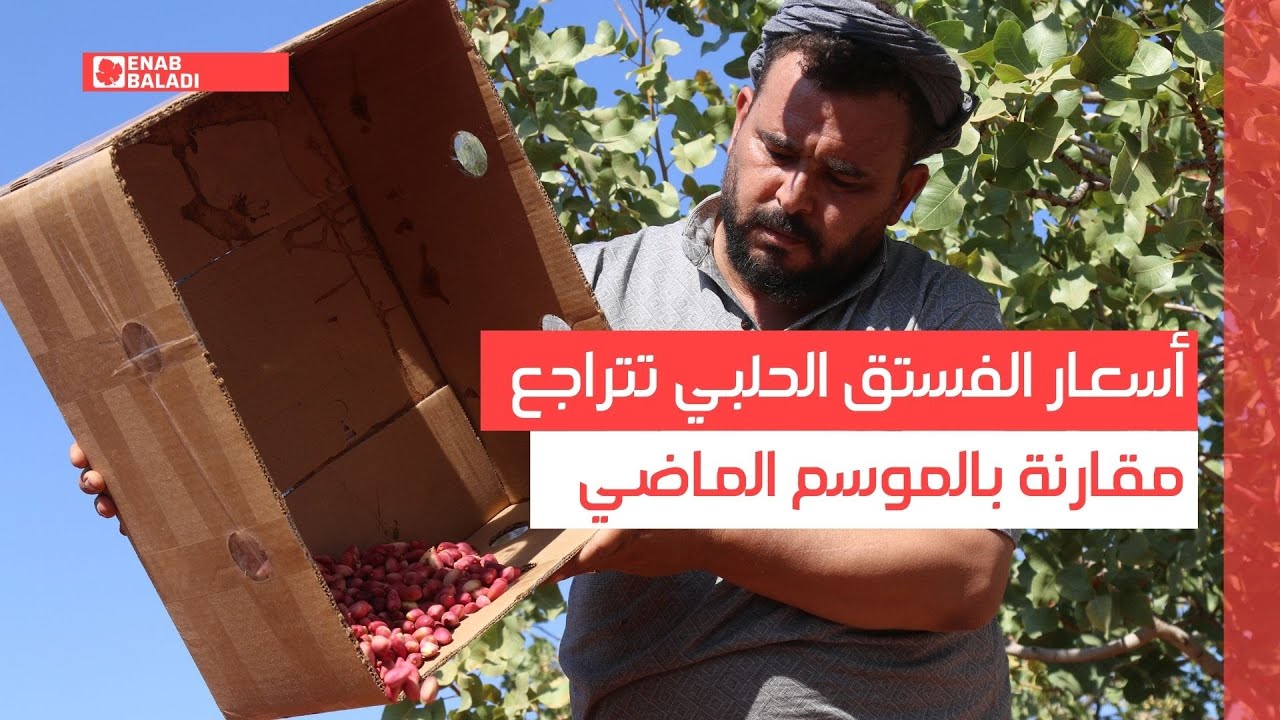 أسعار الفستق الحلبي تتراجع مقارنة بالموسم الماضي في ريف حلب