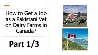 How to Get a Job as a Pakistani Vet on Dairy Farms in Canada   Part 1/3 - Dairy Farm Jobs in Canada