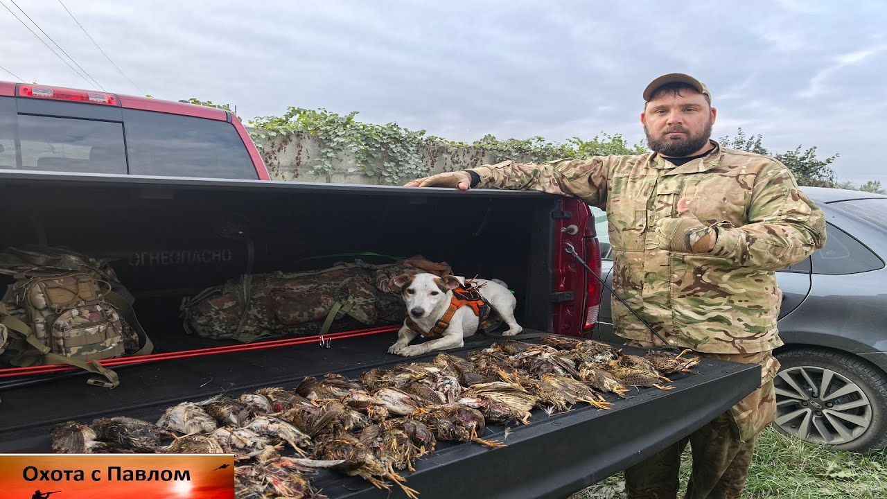 Сезон начался! Охота на перепелку. Охота просто песня!