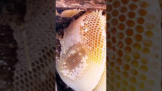 Fresh honey blocks straight from the hive 🍯 #viralshorts #shorts #purefreshhoney