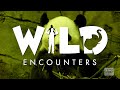 Virtual Wild Encounters: Giant Panda - Teaser