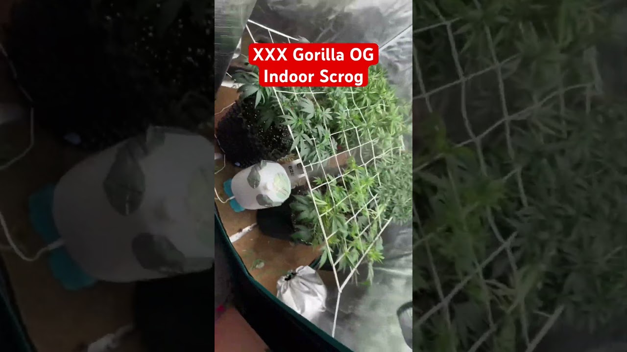Indoor SCROG 