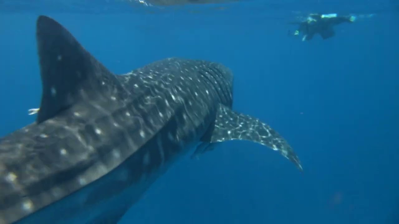 Plongée a Nosy be , MADAGASCAR