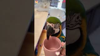 Funny daily life of a macaw #parrot #bird #funnyparrot #parrots #macaw