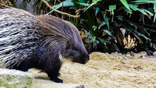 Porcupine