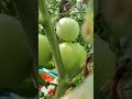 tomato #gardenvegetables #tomatoes #growyourownvegetables