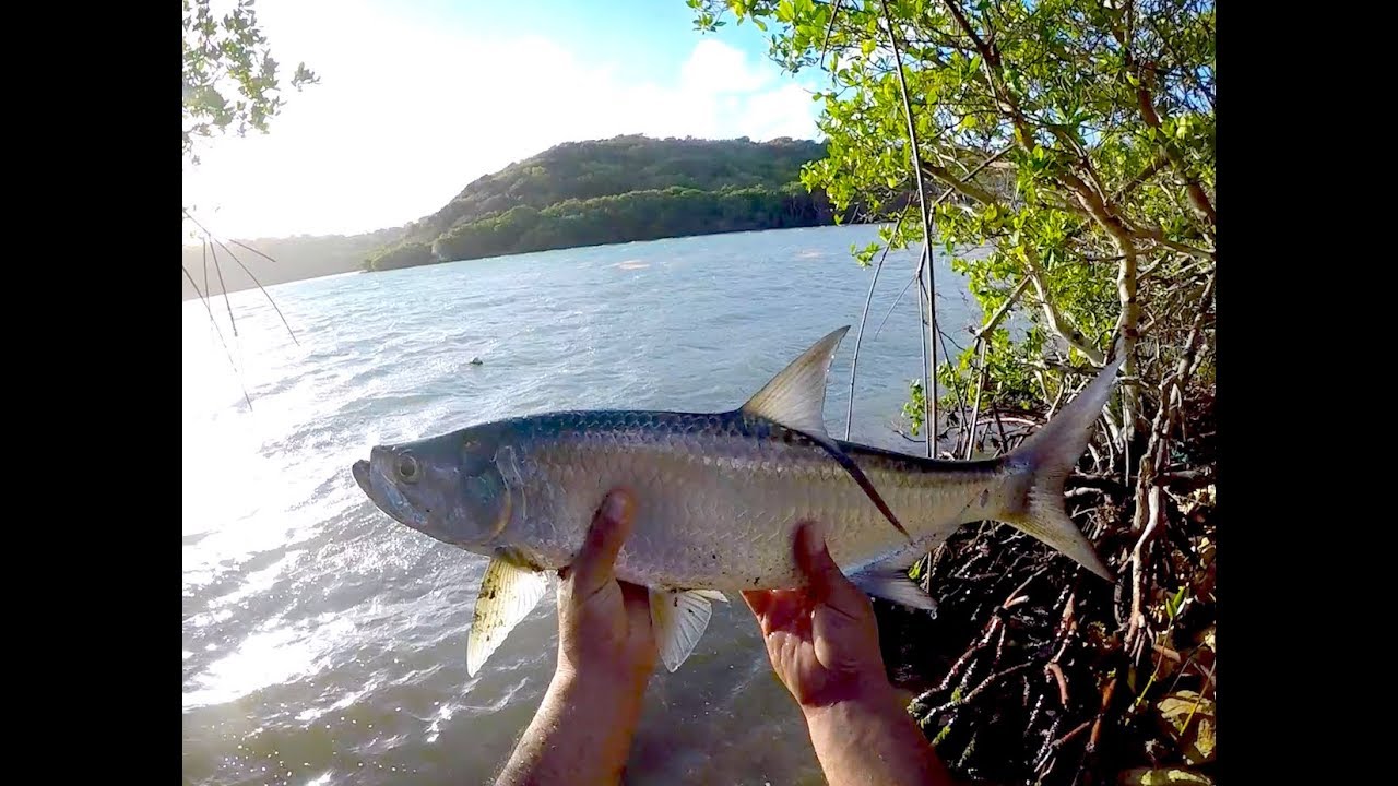 Shore Fishing Tarpon, Antigua YouTube