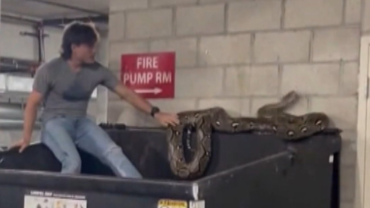 Man Wrangles 20-Foot-Long Python Lying on Community Dumpster in ...