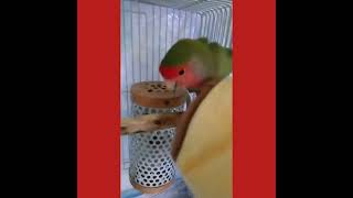 #コザクラインコ　ずんだちゃん