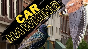 CAR HAWKING Starlings with a Pocket Falcon! (Kestrel)