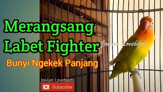 Burung Lovebird Fighter Ngetik Ngekek Memancing Lawan, Merangsang Lovebird Fighter ngekek panjang