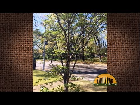 Video: Luštenje kore na drijencima - razlozi zašto se ljušti kora drena