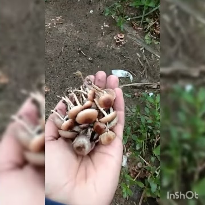Jamur/mushroom tai sapi . Yang memabukkan