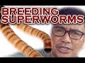 Breeding super worms( Documentary)│Modern method to raising and breeding Super worms
