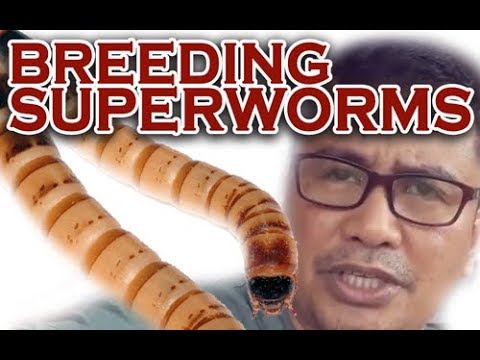 Breeding super worms( Documentary)│Modern method to raising and