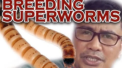 Breeding super worms( Documentary)Mode...  method ...