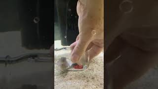 Baby octopus dives into the food jar!
