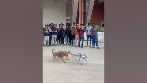 IITK techkriti robot vs dogs 🐕