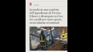 Treviso, divampa un incendio nell'ippodromo: morti sei cavalli