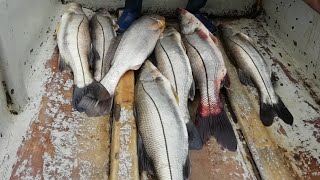La MEJOR CARNADA para pescar ROBALOS de mar 100% efectiva (carnada garantizada)