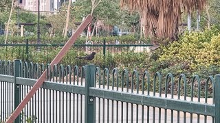 Ternyata Di Arab Saudi Juga Banyak Banget Jenis Burung Yg Hidup D Alam Liarjeddah  Ksa