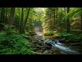 FOREST STREAM RIVER SOUNDS, GENTLE BIRD SONG, RELAXING NATURE SOUNDS. FOR SLEEPING