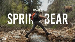 Chasing Blonde Bears in Idaho | Part 1