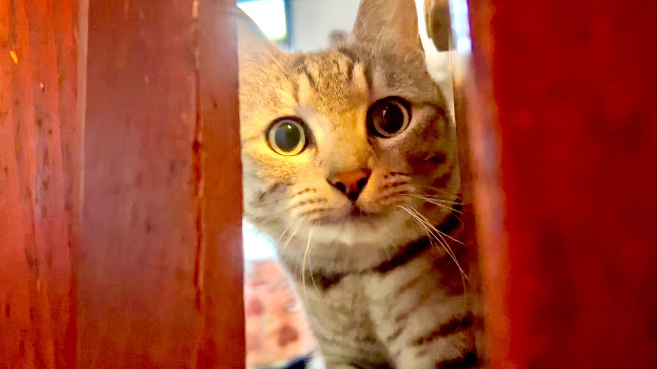 部屋を出禁になった猫がとんでもないことをし始めた