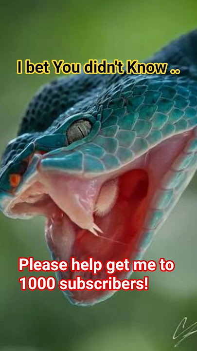 Shore Pit Viper – The Deadly Mangrove Assassin #snake #animals #pets #instantkarma #shorts #short