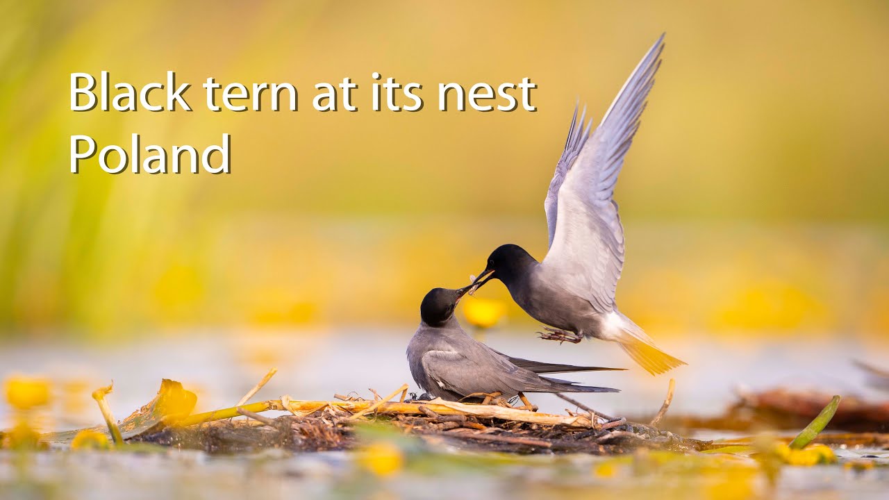 Black tern (Chlidonias niger) at its nest, Poland.