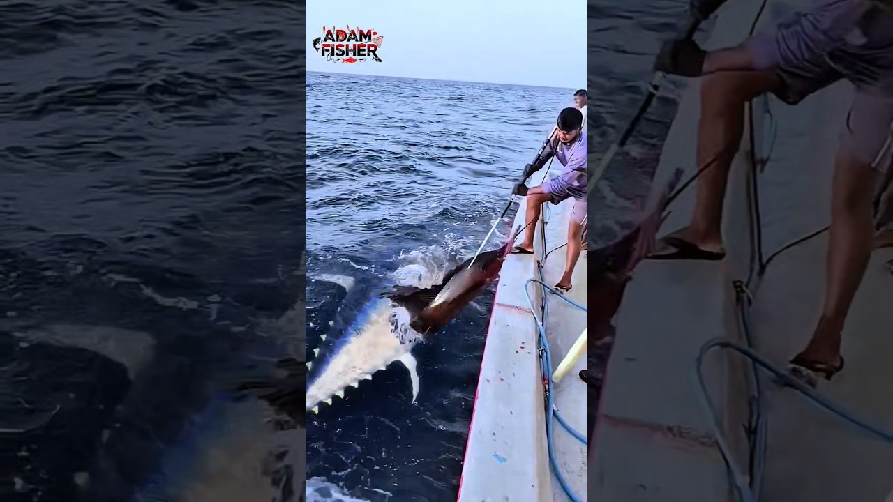 INSANE! MONSTER TUNA TRIES TO STEAL THE SAILFISH 