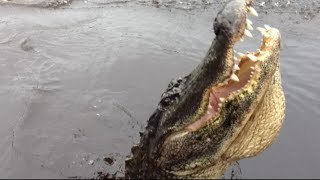 Gator traps 15-year-old girl in tree Wealth