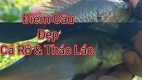 Điểm Câu Cá Rô & Thác Lác Đẹp _ Con Kênh Cây Khô Nhỏ. @tvchimcacanhfishing