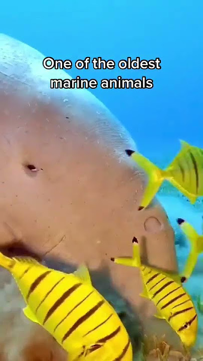 #animals #wild #dugong