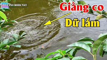 Xém gãy cần khi đụng cá ở mấy ao nước tù bỏ hoang | THÚ VUI MIỀN TÂY