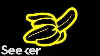 Can You Name The Most Bizarre Penises In the Animal Kingdom? Can You Name The Most Bizarre Penises In the Animal Kingdom?